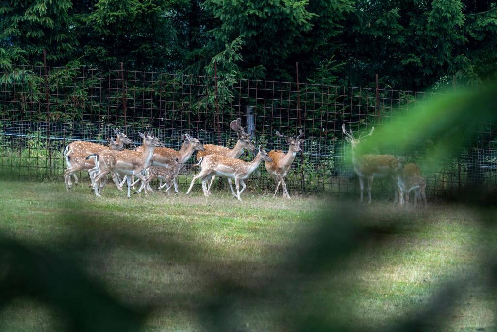 eine Gruppe Hirsche, die auf einem Feld laufen in der Unterkunft Obytný posed Šach in Dačice