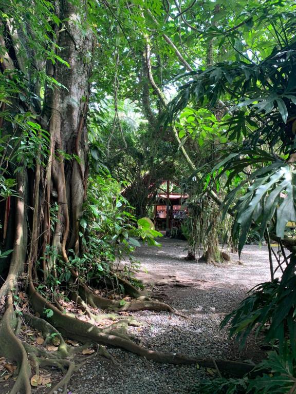 a path in a forest with many trees at Brigitte's Ranch in Cahuita