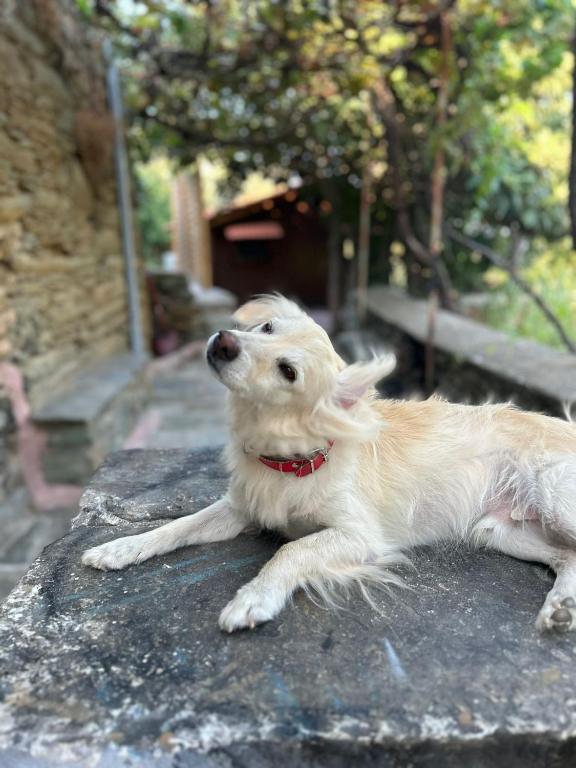 Domáce zviera alebo zvieratá hostí v ubytovaní CASA DI PATOURIA , stenies Andros
