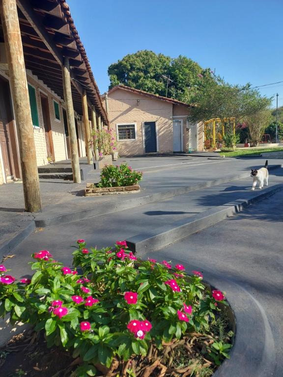 een kat die door een straat loopt met roze bloemen bij Pousada Cachoeira do Campo in Aquidauana