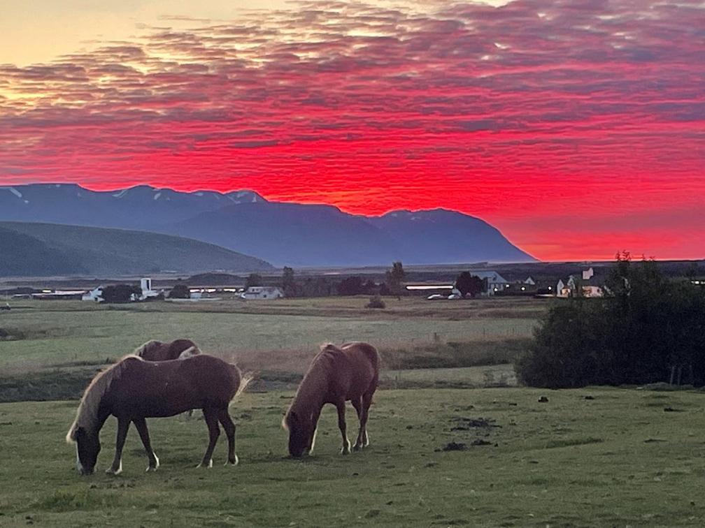two horses grazing in a field with a red sky at Cosy cottage in the countryside in Þingeyjarsveit