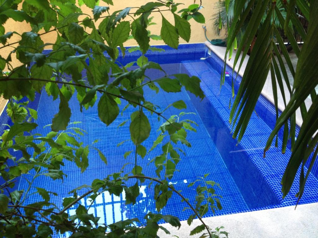 a blue swimming pool with a tree in the foreground at Hotel Las Salinas in Zihuatanejo