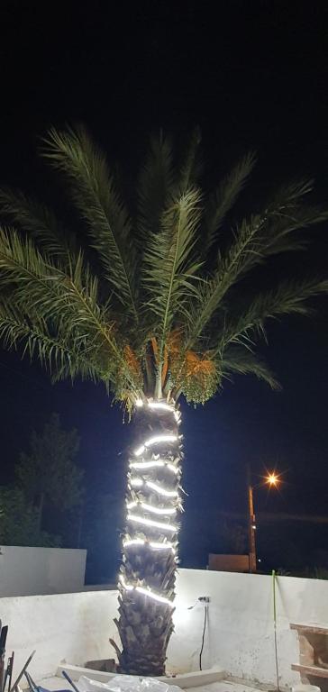 a palm tree in a glass vase on a table at APARTAMENTOS LA PALMERA in Fernán Pérez