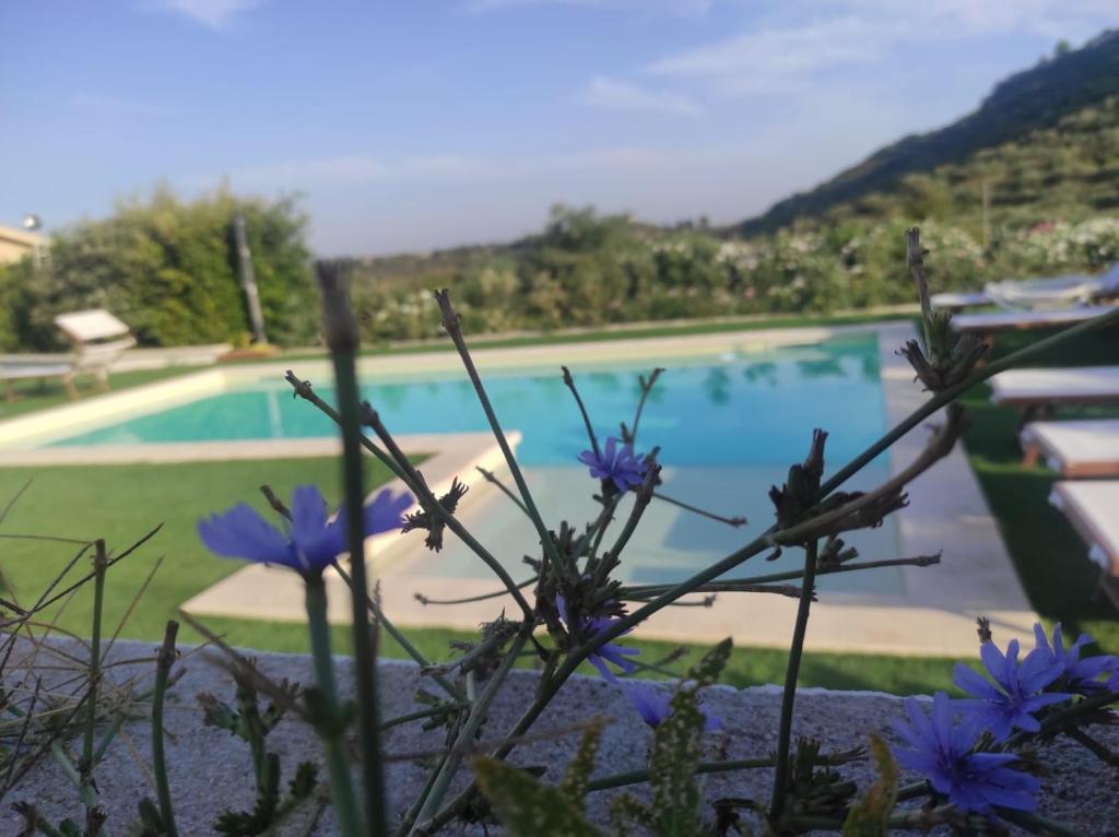 a view of a swimming pool with blue flowers at B&B Badde Tale in Ossi