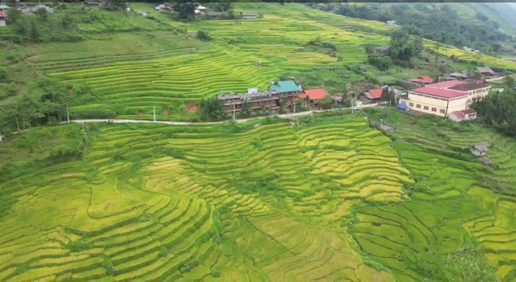 an aerial view of a field of green crops at Hmong Wooden Home in Sa Pa
