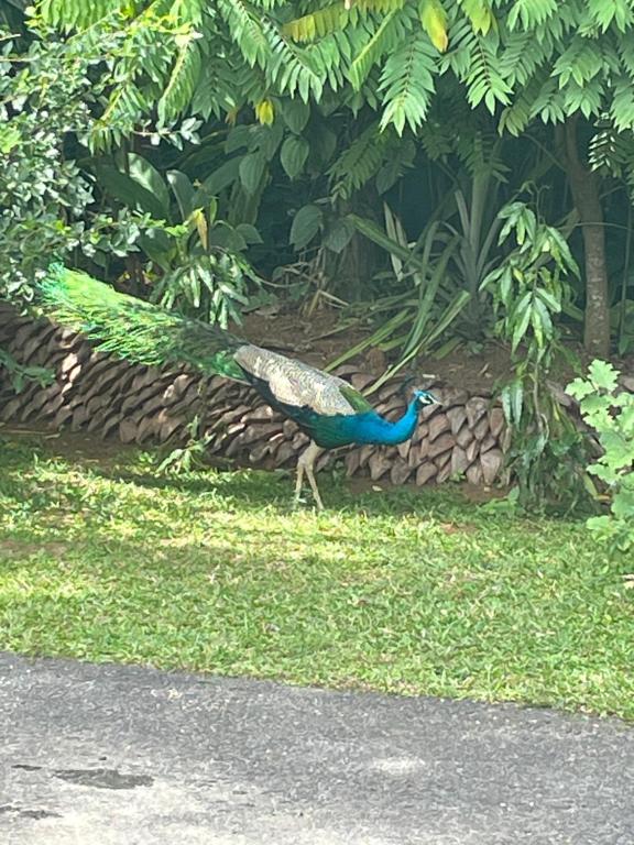 Fotografie z fotogalerie ubytování Surveyor's Residence Bungalow v destinaci Kandy