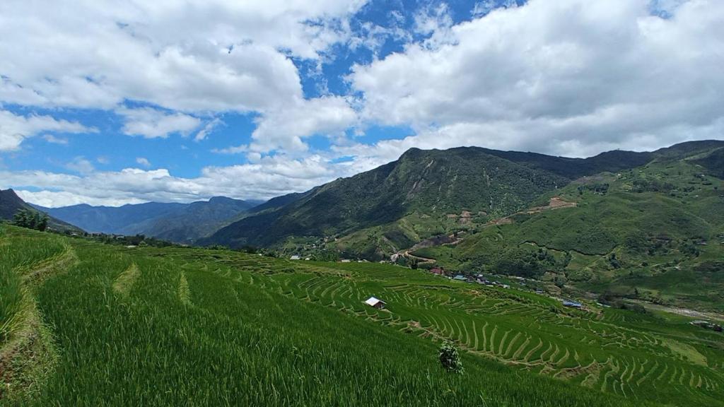 a field of green grass with mountains in the background at Sapa terraces in Sa Pa