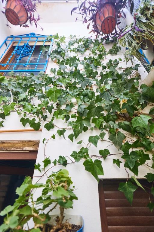 A garden outside Casa el "Tablao de las Almendras"