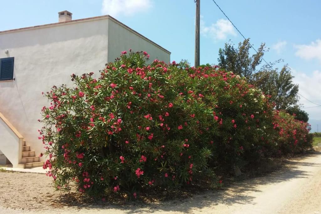 un gran arbusto de flores rosas frente a un edificio en Pequeña casa rural en el centro del Delta del Ebro, en Amposta