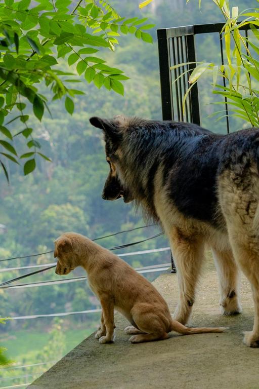 Star Gaze Lodge - 10