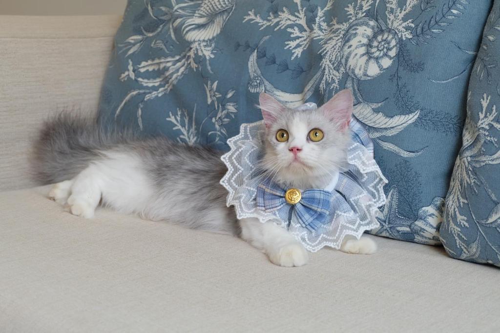 
Blu Suite - Pet Friendly
