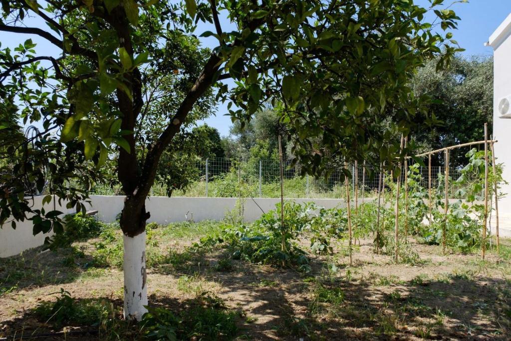 A garden outside Villa Xampelo