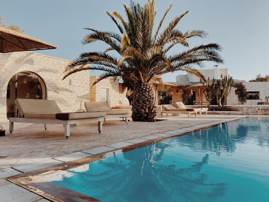 una palma seduta accanto alla piscina di Maison Belhazar a Essaouira
