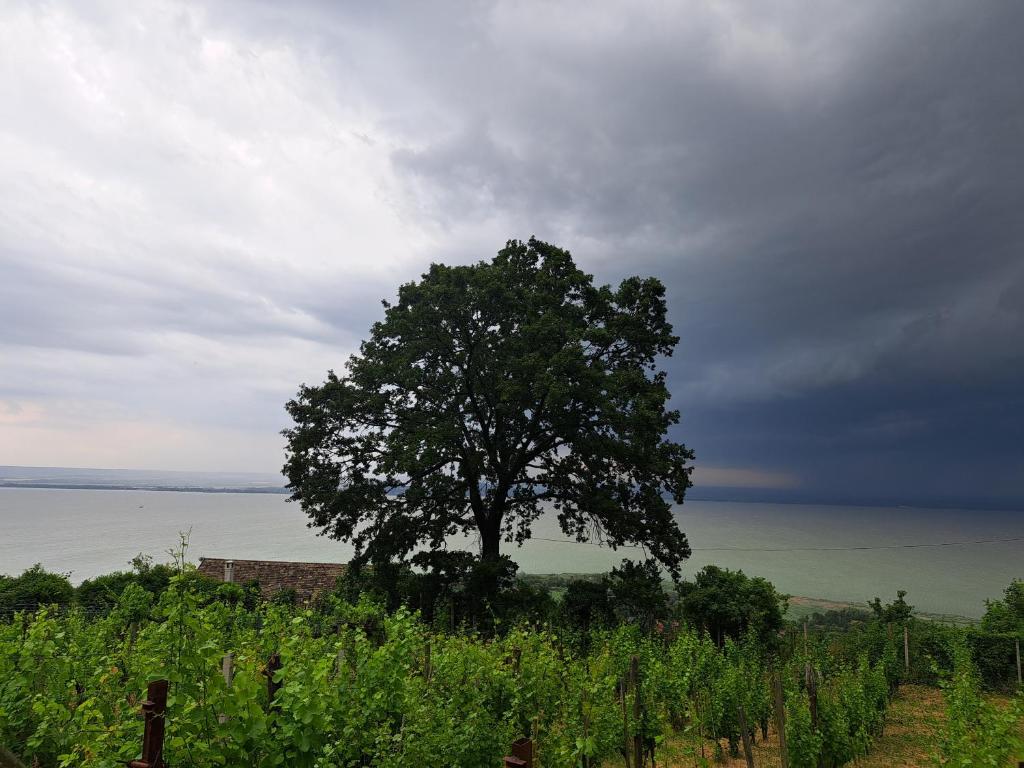 Príroda v okolí dovolenkového domu