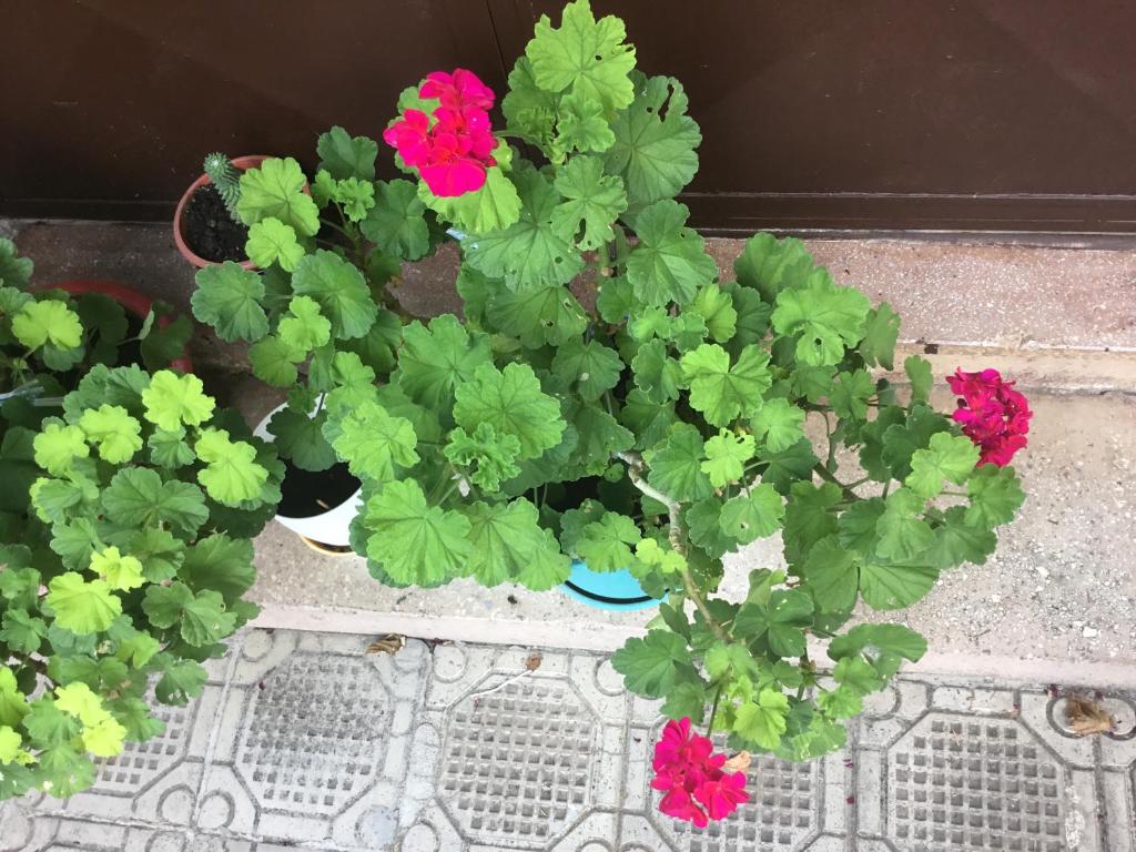 Vila Tradicionale Violeta Korce - Image 5