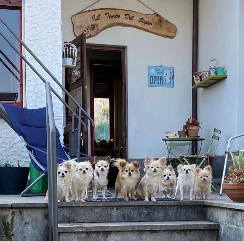 un gruppo di cani che si trovano sui gradini di un edificio di B&B Il tempo del sogno con cani e gatti Pet&Breakfast a Baveno