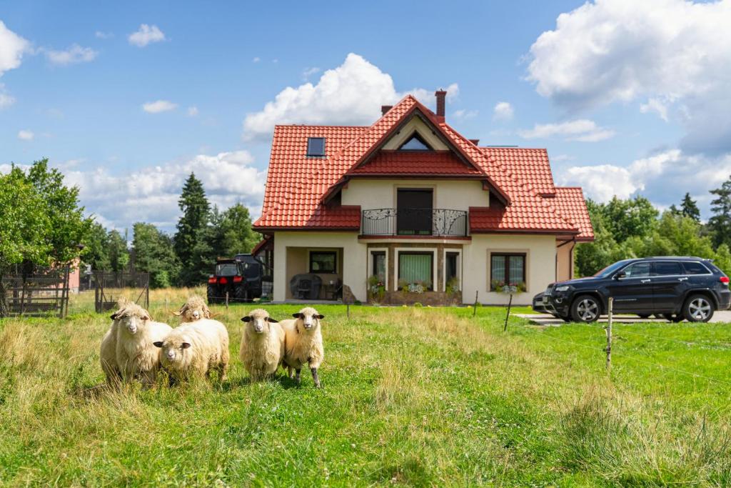 a group of sheep standing in a field in front of a house at Noclegi Na Brzegu in Szaflary