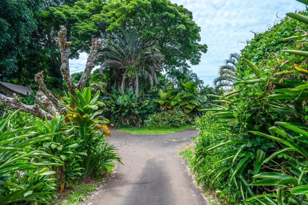un chemin de terre traversant une forêt luxuriante et verdoyante dans l'établissement Gingerhill Farm Retreat, à Kealakekua