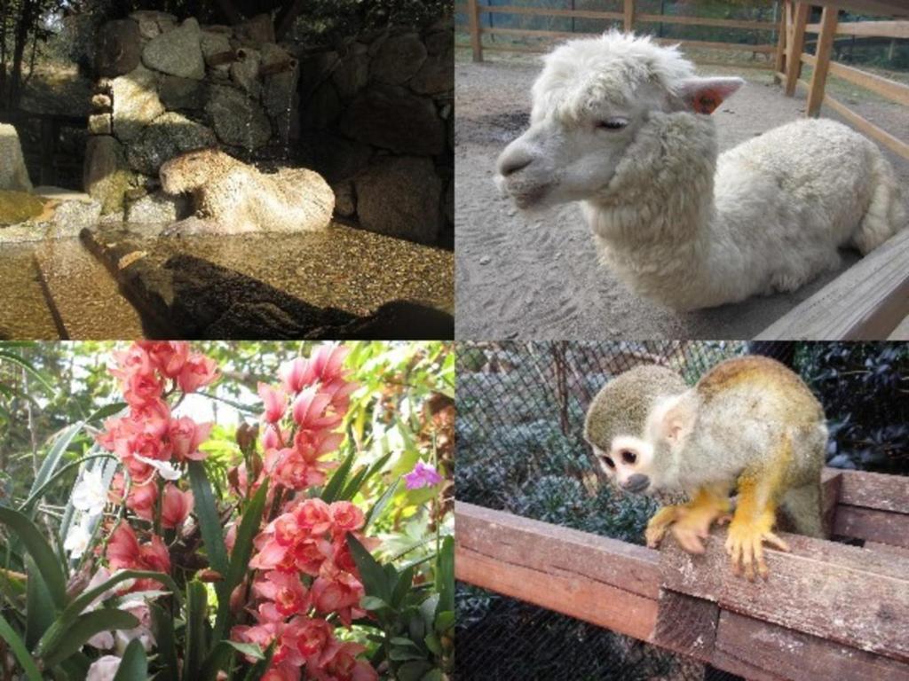 ホテルの敷地内または近くにいる動物