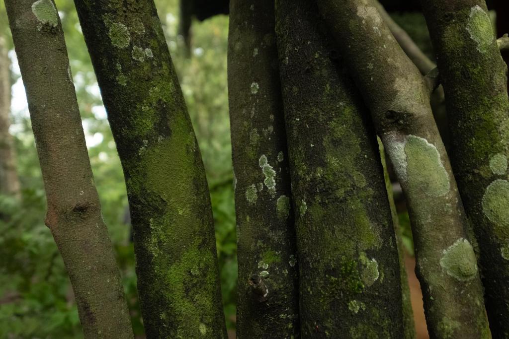 Fotografie z fotogalerie ubytování Casa Heliconia v destinaci Gampaha