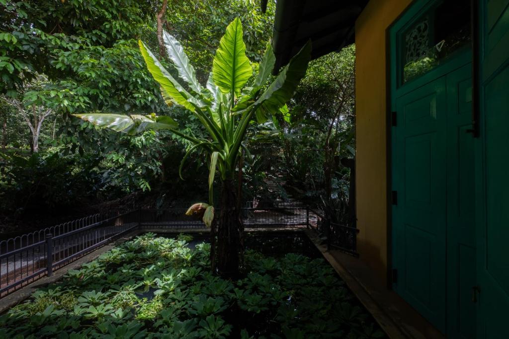 Zahrada ubytování Casa Heliconia