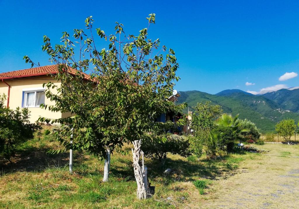a tree in front of a house with mountains in the background at Villa Zerva in Leptokaria
