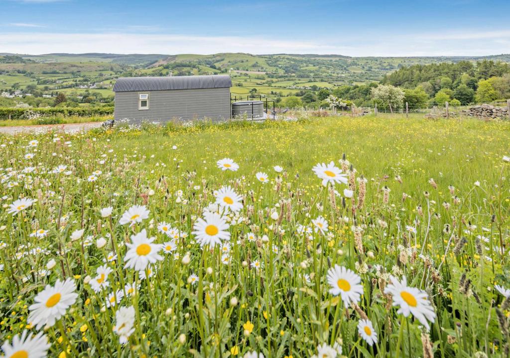 a field of white flowers in front of a building at Cwt Eithin in Llangadfan