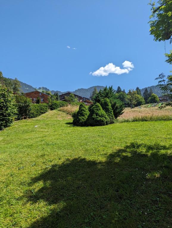 a shadow of a tree on a field of grass at Rare, quite & centered Apartment with Garden & Fireplace in Villars-sur-Ollon