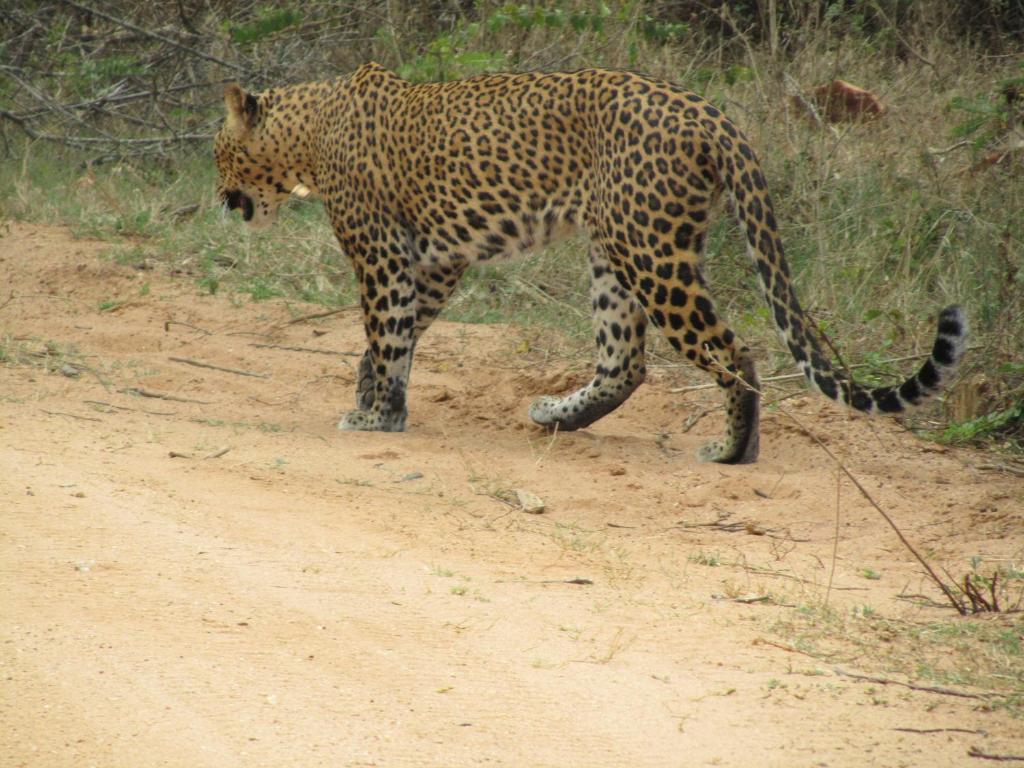 Animales en el hotel o alrededores