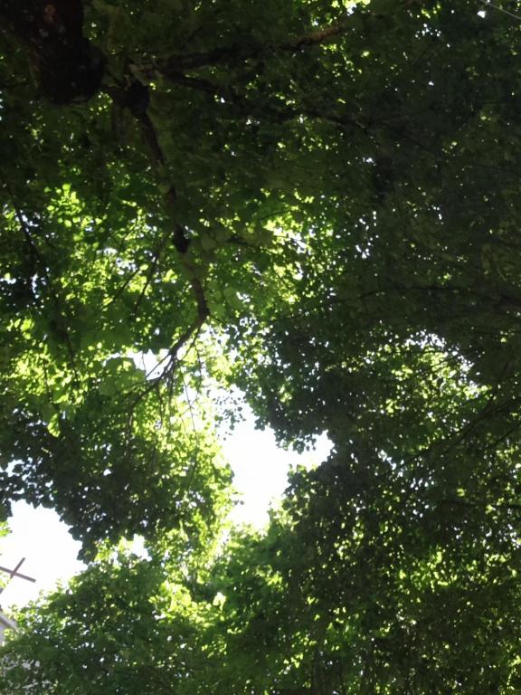 a group of trees with green leaves at la terrazza sul viale in Circello