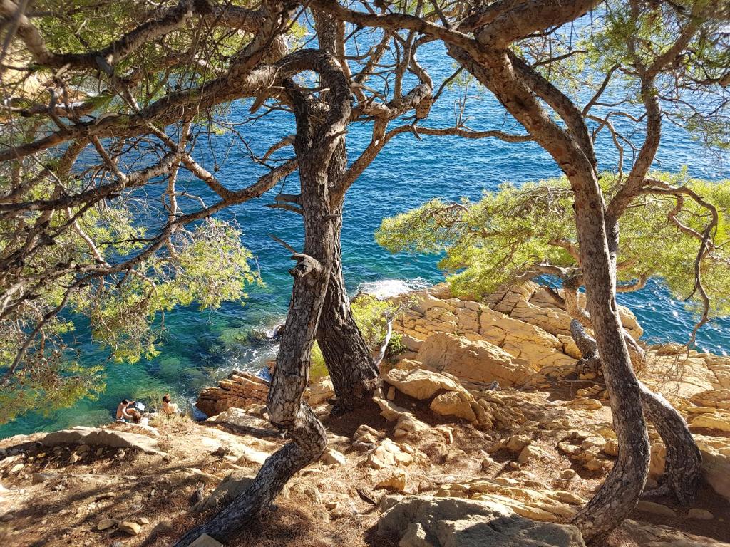 a view of the ocean from a rocky shore with trees at La Med in Carry-le-Rouet