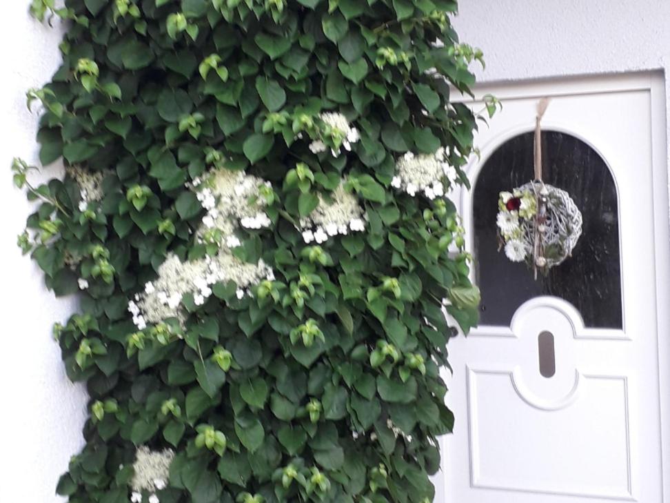 una pianta con fiori bianchi accanto a una porta di Ferienwohnung Gogelhopf EG a Unterschneidheim