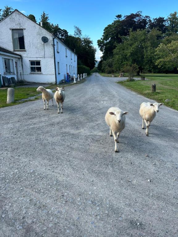 um grupo de ovelhas caminhando por uma estrada em Gurteen farm house em Clonmel