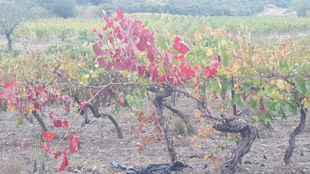 Fotografia z galérie ubytovania Gîte dans ancienne bergerie en pleine garrigue v destinácii Fraissé-des-Corbières