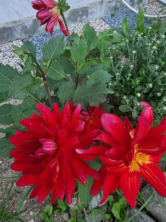 un grupo de flores rojas en un jardín en Pensiunea Ricky, en Căpăţîneni-Ungureni