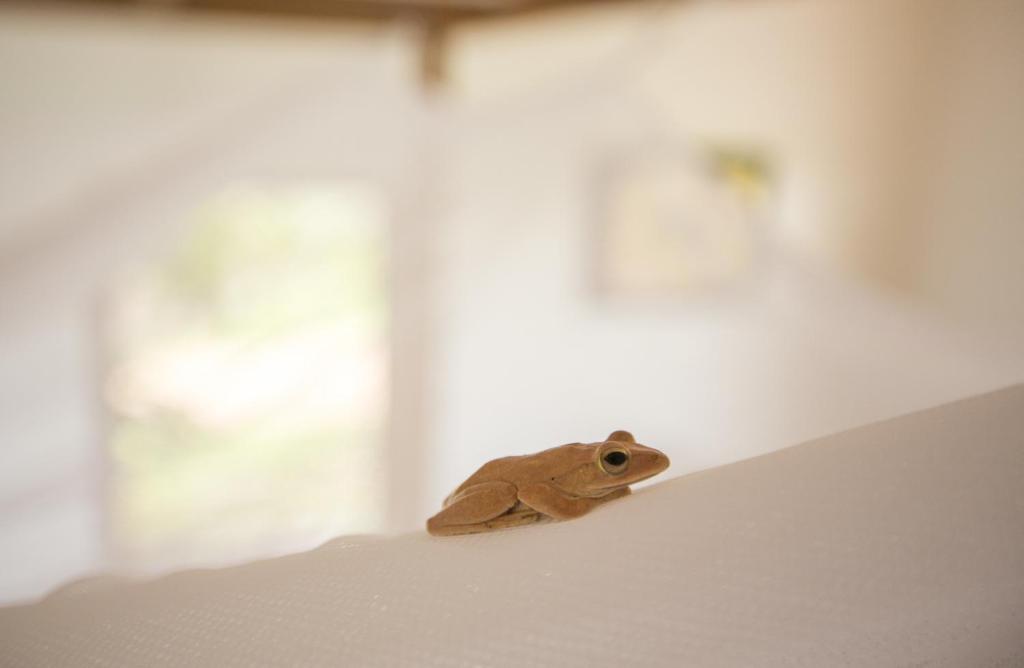 Fotografie z fotogalerie ubytování Champa Lodge v destinaci Kampot