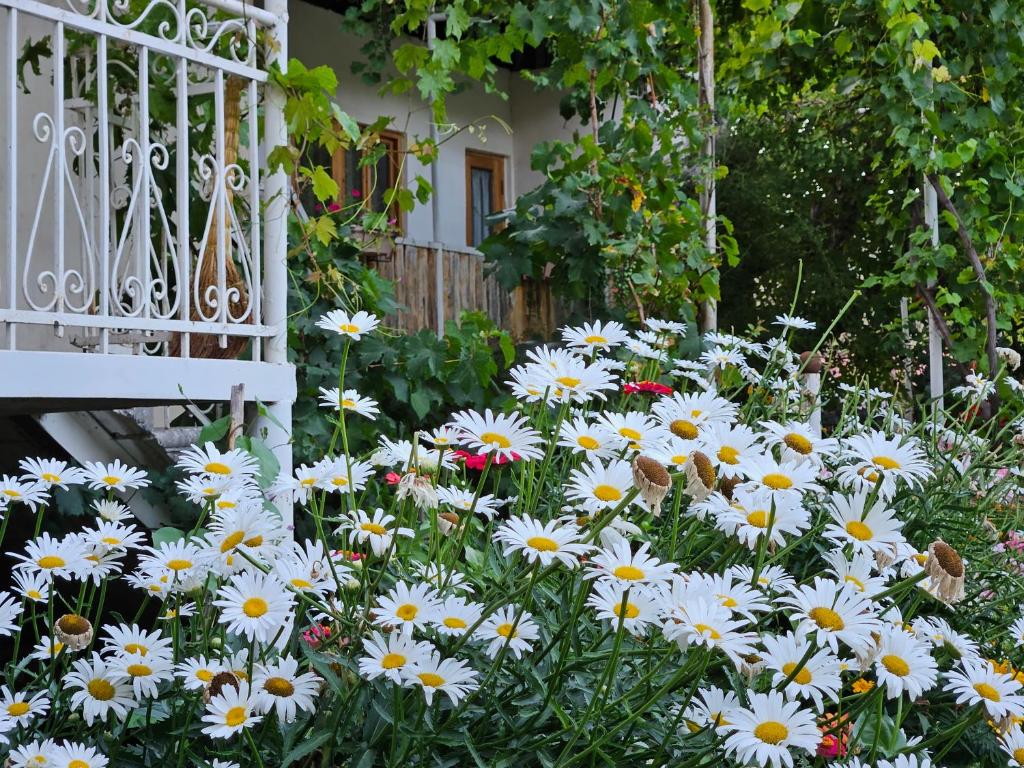 Zahrada ubytování Guest House Aleksandre
