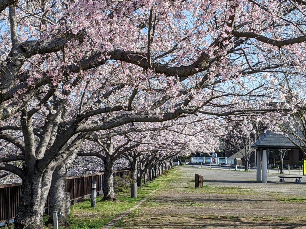a row of trees with pink flowers on them at Okawaya - Vacation STAY 49372v in Ōkawa
