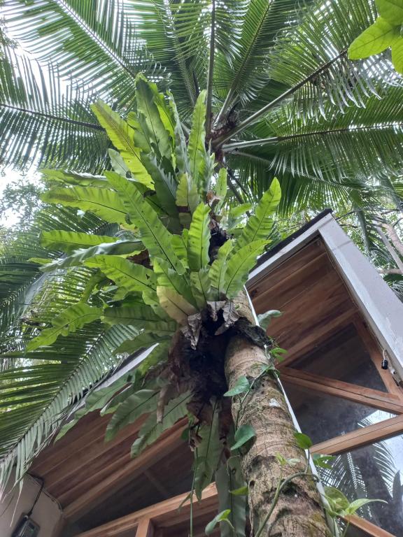 a palm tree in front of a building at Reureuh Cabin in Batukaras