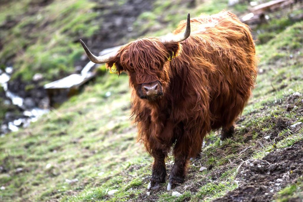 Zvieratá na farme alebo blízkom okolí