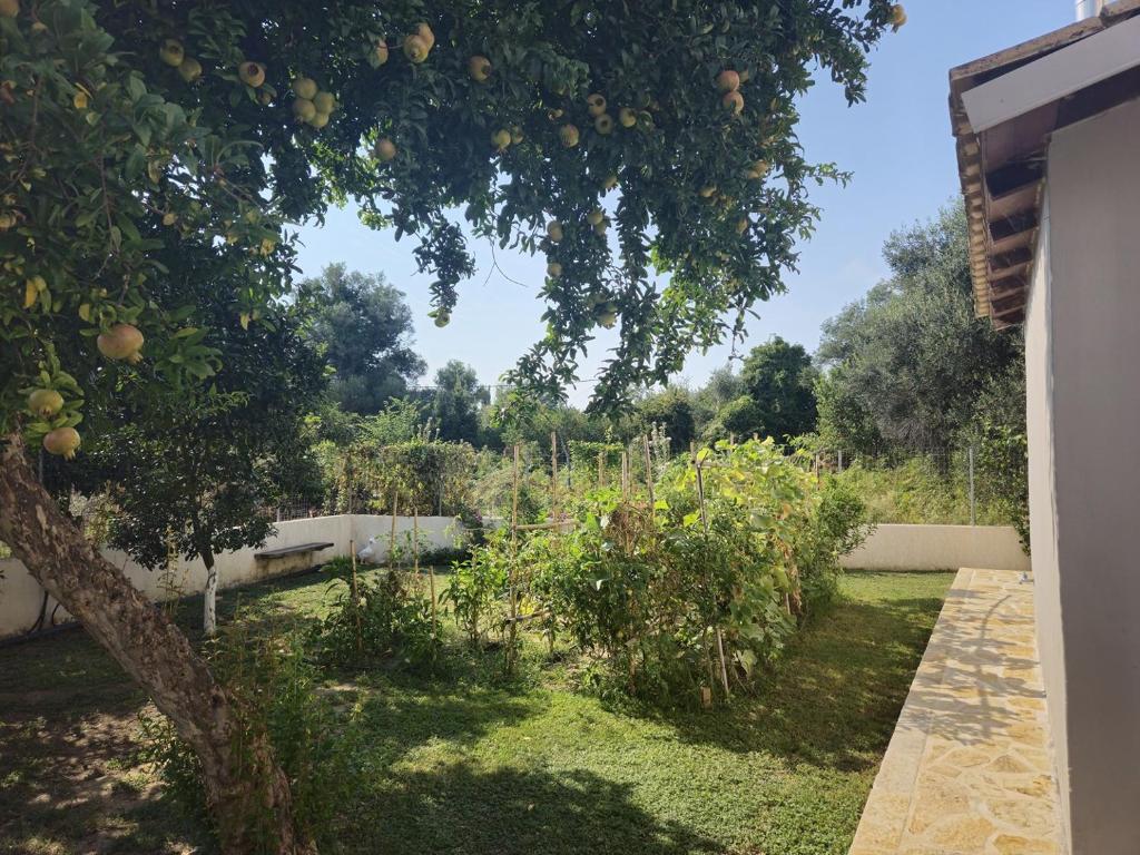 A garden outside Villa Xampelo