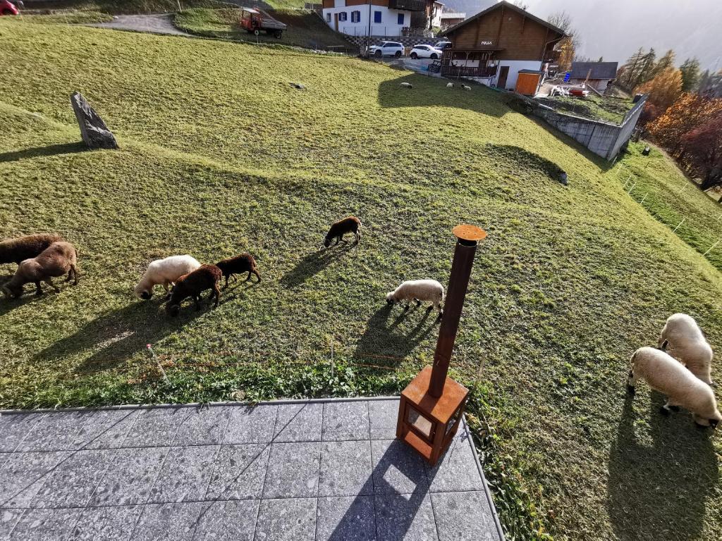 Zvířata v chaty nebo okolí
