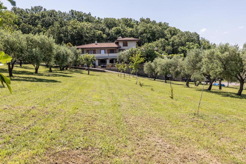 an orchard of olive trees in front of a house at Affittacamere Cigui in Muggia