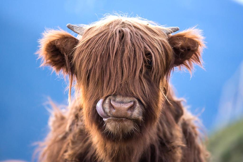 Zvieratá na farme alebo blízkom okolí