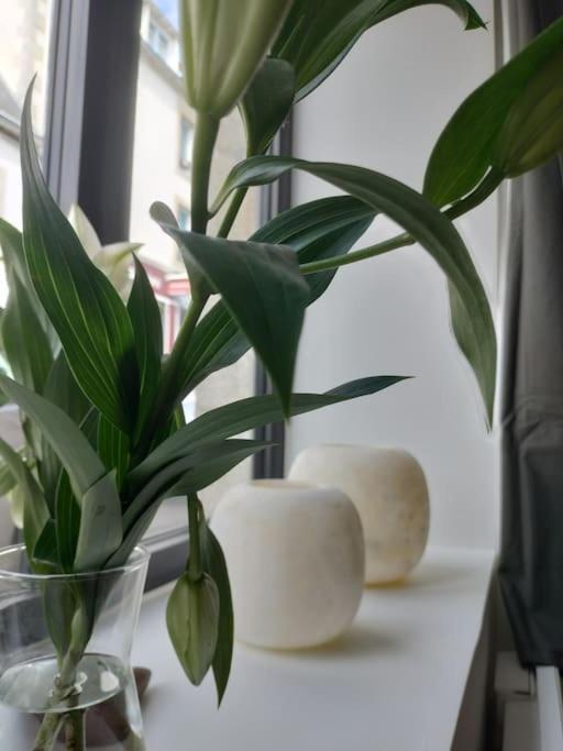 a plant in a vase sitting on a window sill at Beau Duplex Neuf Calme Lumineux 45m2 en plein COEUR de la station à 100m du port sur book ing &amp; rbnb in Bénodet