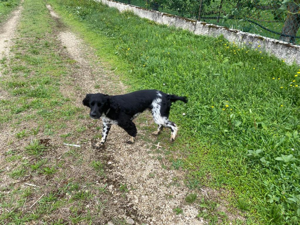 Domácí mazlíčci ubytovaní s hosty v ubytování Maison d’izier