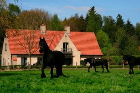 three horses walking in a field in front of a house at B&B Heerlijkhyd in Hertsberge