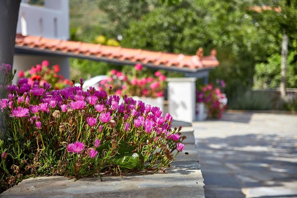 a bunch of pink flowers in front of a building at Irene Studios in Agios Petros