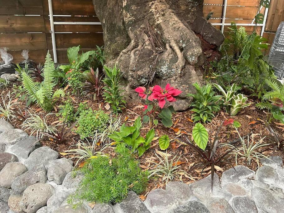 La Maison de Paofai - photo 11 - Tahiti, Polynésie