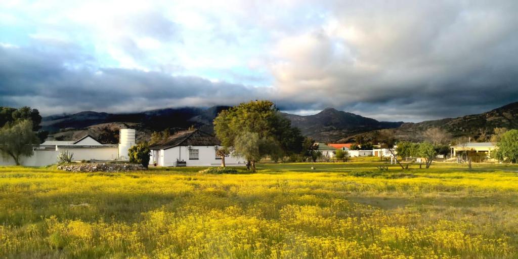 a field of yellow flowers with mountains in the background at Harry's Place Guesthouse in Kamieskroon